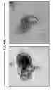 Fig. 97 - CULTURE MEDIA FOR STEM CELLS