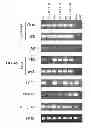 Fig. 98 - CULTURE MEDIA FOR STEM CELLS