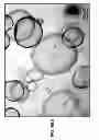 Fig. 99 - CULTURE MEDIA FOR STEM CELLS