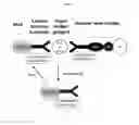 Fig. 03 - METHODS AND COMPOSITIONS FOR THE EFFICIENT REUSE OF MULTIPLY DYED PARTICLES