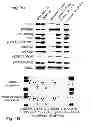 Fig. 05 - MULTIPLEXED KINASE INHIBITOR BEADS AND USES THEREOF