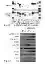 Fig. 12 - MULTIPLEXED KINASE INHIBITOR BEADS AND USES THEREOF