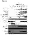Fig. 13 - MULTIPLEXED KINASE INHIBITOR BEADS AND USES THEREOF