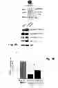 Fig. 17 - MULTIPLEXED KINASE INHIBITOR BEADS AND USES THEREOF