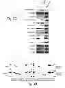 Fig. 18 - MULTIPLEXED KINASE INHIBITOR BEADS AND USES THEREOF