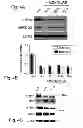 Fig. 19 - MULTIPLEXED KINASE INHIBITOR BEADS AND USES THEREOF