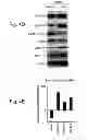 Fig. 20 - MULTIPLEXED KINASE INHIBITOR BEADS AND USES THEREOF