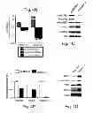 Fig. 23 - MULTIPLEXED KINASE INHIBITOR BEADS AND USES THEREOF