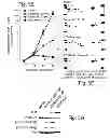 Fig. 25 - MULTIPLEXED KINASE INHIBITOR BEADS AND USES THEREOF