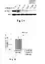 Fig. 26 - MULTIPLEXED KINASE INHIBITOR BEADS AND USES THEREOF