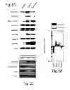 Fig. 28 - MULTIPLEXED KINASE INHIBITOR BEADS AND USES THEREOF