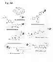 Fig. 32 - MULTIPLEXED KINASE INHIBITOR BEADS AND USES THEREOF