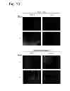 Fig. 50 - MULTIPLEXED KINASE INHIBITOR BEADS AND USES THEREOF