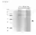 Fig. 07 - Methods and compositions for targeting adipose cells in mammals