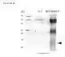Fig. 15 - Methods and compositions for targeting adipose cells in mammals