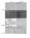 Fig. 24 - Methods and compositions for targeting adipose cells in mammals