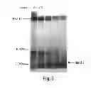 Fig. 05 - Lipid-containing PSA compositions, methods of isolation and methods of use thereof