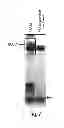 Fig. 07 - Lipid-containing PSA compositions, methods of isolation and methods of use thereof