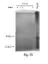 Fig. 13 - Lipid-containing PSA compositions, methods of isolation and methods of use thereof