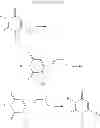 Fig. 08 - METHOD OF PREVENTING AND TREATING HEPATIC DISEASE USING A2B ADENOSINE RECEPTOR ANTAGONISTS