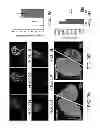 Fig. 06 - Methods of diagnosing and treating motor neuron diseases
