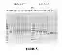 Fig. 06 - ANTISENSE OLIGONUCLEOTIDES FOR INDUCING EXON SKIPPING AND METHODS OF USE THEREOF