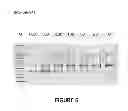 Fig. 07 - ANTISENSE OLIGONUCLEOTIDES FOR INDUCING EXON SKIPPING AND METHODS OF USE THEREOF
