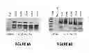 Fig. 09 - ANTISENSE OLIGONUCLEOTIDES FOR INDUCING EXON SKIPPING AND METHODS OF USE THEREOF