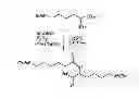 Fig. 01 - Catalysis of diketopiperazine synthesis