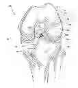 Fig. 01 - Hybrid double bundle ACL/PCL graft construct with a single graft