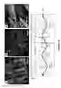 Fig. 19 - STACKED PLANAR SHEET TISSUE ENGINEERING SCAFFOLDS WITH 3D STRUCTURAL ORDER