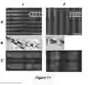 Fig. 20 - STACKED PLANAR SHEET TISSUE ENGINEERING SCAFFOLDS WITH 3D STRUCTURAL ORDER