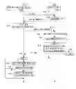 Fig. 01 - METHOD OF UPDATING THE OPERATING SYSTEM OF A SECURE MICROCIRCUIT