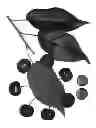 Fig. 02 - Cherry tree named 'Royal Belle'