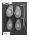 Fig. 06 - Avocado tree named 'Flavia'