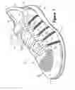 Fig. 02 - Article of footwear having an upper incorporating a knitted component