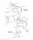 Fig. 09 - VEHICLE DOOR LATCH ASSEMBLY AND LATCH  THEREFOR