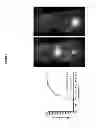 Fig. 02 - Multimodal silica-based nanoparticles