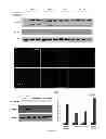 Fig. 02 - THE USE OF ACHE AS NUCLEASE