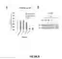 Fig. 10 - Combination therapy for ischemia