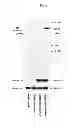 Fig. 06 - Antibody against mutant α-actinin-4