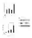 Fig. 28 - Small molecule trail gene induction by normal and tumor cells as an anticancer therapy