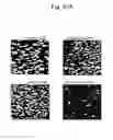 Fig. 43 - Methods for treating transplant rejection by administering anti-CD40 antibody
