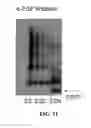 Fig. 22 - Recombinant proteins and their therapeutic uses