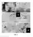 Fig. 06 - Multicomponent and biocompatible nanocomposite materials, methods of synthesizing same and applications of same