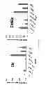 Fig. 30 - NANOPARTICLE TUMOUR VACCINES
