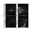 Fig. 13 - Method for treating vascular inflammation, improving skin beauty and improving male sexual function using ginseng berry