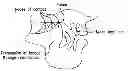 Fig. 01 - METHODS AND DEVICES FOR INTRAORAL TACTILE FEEDBACK