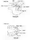 Fig. 06 - METHODS AND DEVICES FOR INTRAORAL TACTILE FEEDBACK
