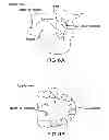 Fig. 07 - METHODS AND DEVICES FOR INTRAORAL TACTILE FEEDBACK